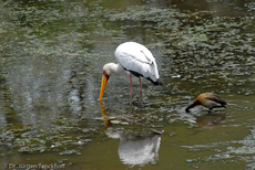 Nimmersatt (9 von 22).jpg